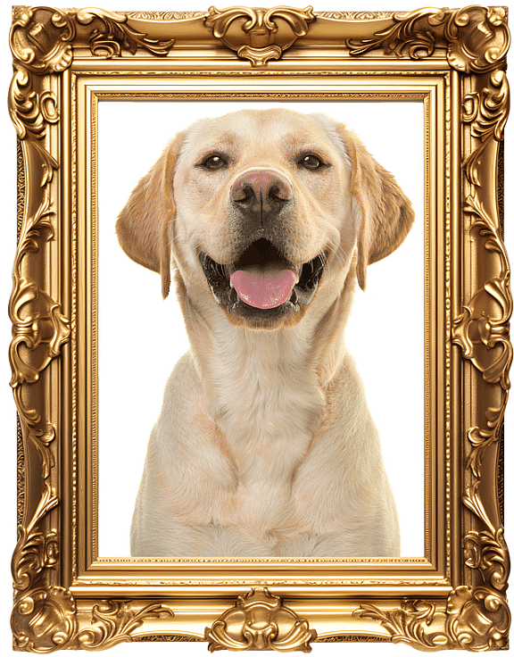 Vintage Dog Names